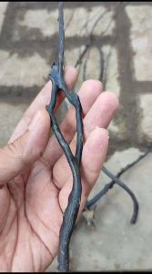 Bahan Akar Bahar Hitam Size Mini Lentur