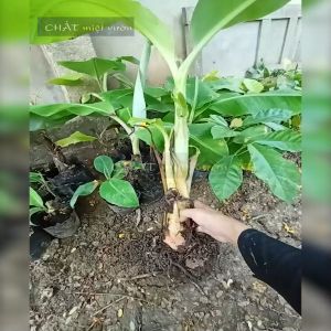 Chuối cau giống siêu trái (cây cao 30-60cm)