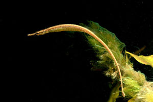 Freshwater Pipefish/Ornamental fish/Freshwater/Readystock