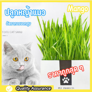 แบบถุงปลูกง่ายแค่เติมน้ำ ต้นอ่อนข้าวสาลี ออแกนิกส์ ต้นอ่อนข้าวสาลี หญ้ากระต่าย หญ้าหนู ปลูกง่าย โตไว ทันใจทาสแมว