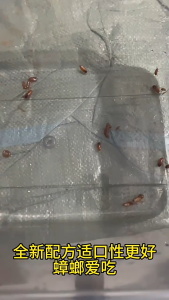 CYCK Gel Bait for Cockroaches & Ants – Effective Household Pest Control