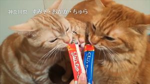 Cat Food CIAO Churu Cat Treat 14g (4 pcs) Cat Treats CIAO INABA Churu