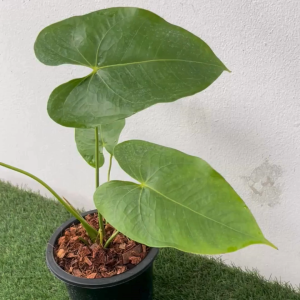 ต้นหน้าวัว ดอกสีแดงสวย (Red Araceae Anthurium Plant) ไม้ฟอกอากาศ พร้อมกระถาง 6 นิ้ว สูง