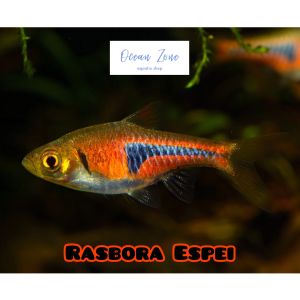【Ocean Zone】Rasbora espei – 5pcs/10pcs (Live fish with DOA)
