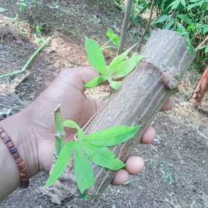 Benih Singkong Asli Ciamis Bibit Batang singkong siap Tanam