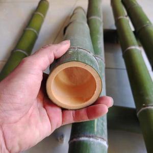 Green Bamboo Tube Hollow Bamboo Stick DIY Handcraft Tools for Kindergarten Childrens Craft Bamboo Carving Raw Bamboo Slab