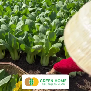 Hạt Giống Rau Cải Thìa Greenhome Gói 20g~3500 hạt Dễ Trồng Quanh Năm Nảy Mầm Cao Thu Hoạch Nhanh Năng Suất Cao R08