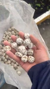 Sứ tròn dùng làm Vật liệu lọc cho hồ cá cảnh thủy sinh