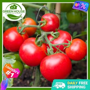 Green House® - Tomato Seeds for Planting Vegetable Plants (50 Seed) incl. Planting Instructions Apollo F1 Kamatis Plant