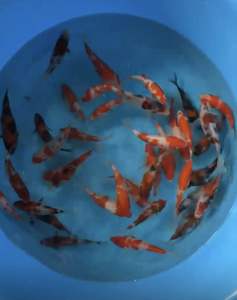 JAPAN KOI IMPORT 10-15cm  10pcs COMBO RANDOM CHOOSE RM2288 OFFER from OGATA FARM