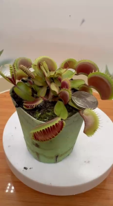 Venus Flytrap Maroon MonsterID Seedling Diameter 7–10 cm With Pot Shipping-resistant Garden Plant