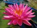 บัวพิงค์ซิลค์PinkSilk.(isg)อดีตแชมป์โลก. 