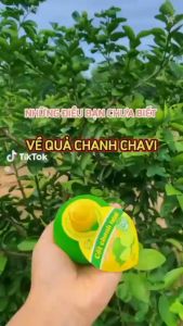 Nước Cốt Chanh Vắt Không Đường - Nguyên chất 100% Chanh tươi CHAVI Long An- lọ 100ml
