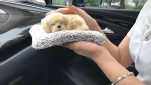 ตุ๊กตา หมาดับกลิ่น ดูดกลิ่น แมวดับกลิ่น ดูดกลิ่นในรถ แมว หมา น่ารักสุด