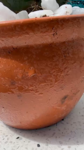 COMBO Sỏi trắng 500g + Giá thể đất trộn sẵn trồng sen đá - Tơi xốp thoát nước tốt - giúp rể khỏe cây đẹp