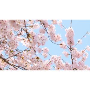 Laikou | LAIKOU Japan Sakura Cleansing Gel 60g Pore Cleansing Moisturizing Smoothing Gentle Facial Cleanser