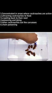 Cockroach whole nest die Cockroach Killer Gel Bait BUY1 FREE 1 Cockroaches killer gel trap ubat lipas dalam rumah Serial Killing Cockroaches lipas killer Cockroaches killer bait 蟑螂药 蟑螂诱杀胶饵