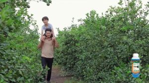 Thuốc trừ cỏ BASTA 15SL | Diện mạo mới chất lượng đỉnh cao