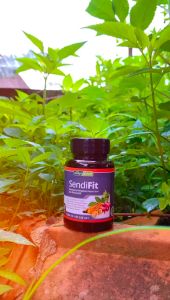 Solusi Alami untuk Nyeri Sendi: Rematik, Asam Urat, dan Saraf Kejepit