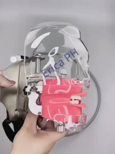 Dental Simulator Manikin Phantom Head Dental Simulator Mannequin Head with 28 Removable Teeth for Dentist Training