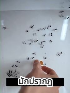 ✅1ตัวเป็นพิษ ตายยกรัง✅ LPP ยาฆ่ามด เหยื่อมด เหยื่อกำจัดมด เจลกำจัดมด 8 ชิ้น ใช้งานง่าย เพียงติดไว้ ดึงดูดมดได้ดี ตายยกรัง มีผลยาวนาน สามารถฆ่ามดได้หลายชนิด ยากำจัดมด กำจัดมด ซันเจียฆ่ามด เจลฆ่ามดยกรัง เจลฆ่ามด ยาหยอดมด ant killer