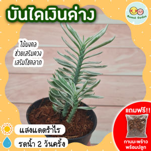 [แถมกาบมะพร้าวพร้อมปลูก] บันไดเงินด่าง บันไดเศรษฐีด่าง กระถาง 3 นิ้ว ไม้มงคล ไม้ฟอกอากาศ ไม้หายาก เสริมโชคลาภ ฟอร์มสวย