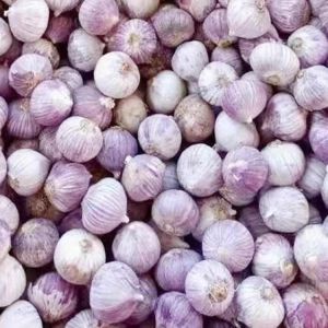 Yunnan Dali Purple Peel Garlic Clove Dry Garlic