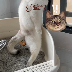 Absolute Bites Wild Age Dry Cat Food (Salmon Chicken Lamb Turkey)