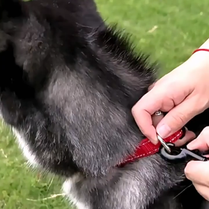 Vòng cổ Chó có phản quang phát sáng trong bóng tối (mẫu mới) - Love Pets Shop