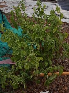 Portable Hand Mowing Tools Gardening Tools Manganese Steel Agricultural Branch Picking Multifunctional Weeding Tool