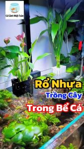 Rổ Nhựa Trồng Cây Thủy Sinh Thủy Canh (Có Thể Kẹp Thành Bể)