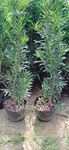 CÂY TÙNG VẠN NIÊN GIÂM CÀNH CHUẨN GIỐNG 60-70CM-GIAO CÂY CỠ NHƯ HÌNH CUỐI