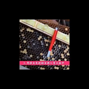 Combo kim di trùng và quản ong chúa