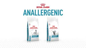 [2kg] Thức Ăn Hạt Cho Mèo Royal Canin Anallergenic Mèo Dị Ứng Nặng
