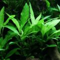 Hygrophila stricta aquatic plant for aquascaping. 