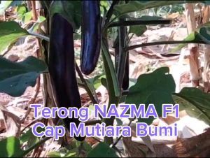 Benih Terong Ungu Panjang Hibrida NAZMA F1 Isi 40 Biji Cap Mutiara Bumi