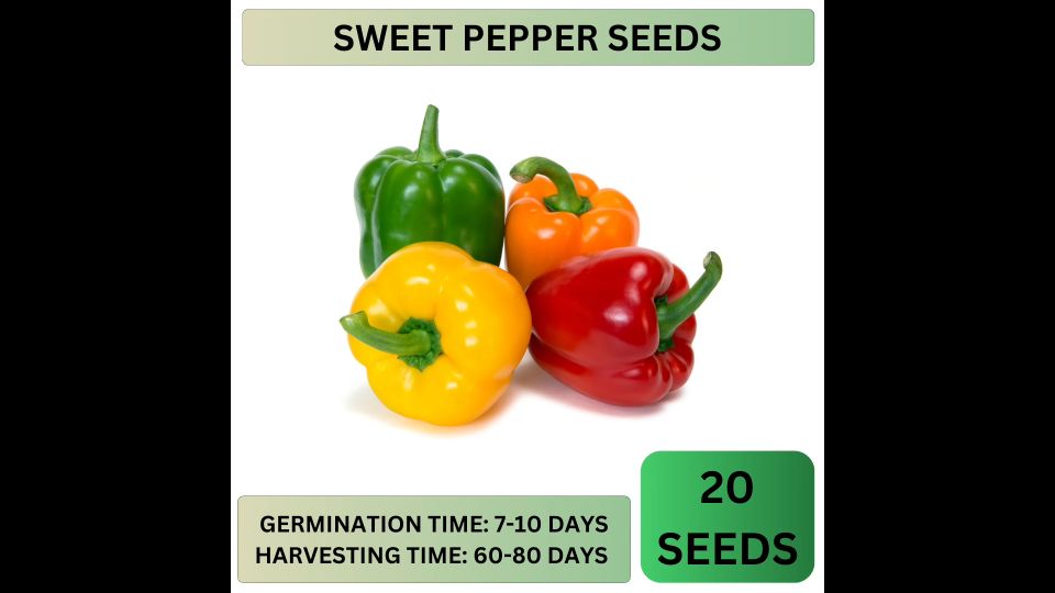 HIGH QUALITY VEGETABLE SEEDS! (Pechay Tomato Talong Sitaw Ampalaya Kalabasa Carrot Sigarilyas Bell Sili Upo) Vegetable Seeds For Sale Vegetable Seeds Online Shop Vegetable Net - Lazada