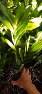 denro móng rồng xanh cây f12 đướng ngọn sắp hoa khỏe mạnh