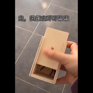 Spooky props spooky bug box scary scary wooden box spider box