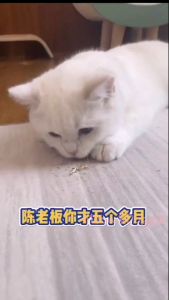 Catmint Powder Catmint Stick Organic Snack Mint Kuching Pokok Galak Kuching Kucing Rumput Kucing Healthy