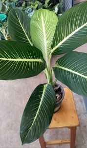 ต้นบารมีเศรษฐีต้นไม้มงคลเสริมทรัพย์และบารมีช่วยฟอกอากาศและตั้งวางในร่มหรือประดับในบ้านได้ส่งต้นตามรูปต้นใหญ่มากค่ะ