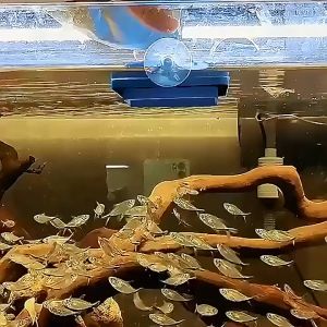 Aquarium Fish Feeding Ring Buoyancy Circle Tool Floating Food Feeder with Suction Cup