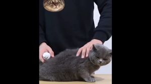 100ml Tick and Flea Spray 3 Seconds to Kill Ticks Anti Tick and Flea for Dogs Pet Spray Plant Formula for Cats and Dogs