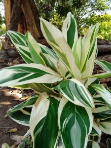 bunga Garut Varigata daun dua warna