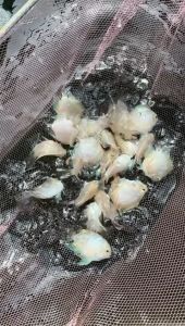 3pcs Platinum Sapphire Mini Parrot Fish/ Livefish/ Freshwater/ 白金迷你鹦鹉鱼