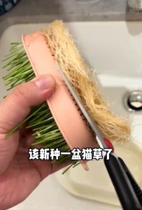 Soilless Cat Crass Seed Set/Rumput Gandum/Biji Benih Rumput Kucing/Wheat Grass/Healthy Cat Food/Hairball Solution/猫草/小麦草