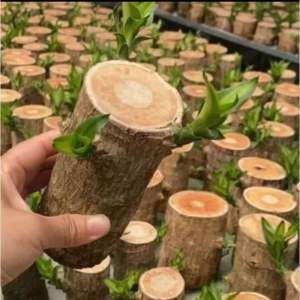 Stek pohon hanjuang brazillian wood-bahan bonsai