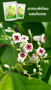 ชากระพังโหมผสมใบเตย ตราไร่กฤติยา (ตดหมูตดหมาผสมใบเตย) (Faederia Foetida Pandan Blended Tea)