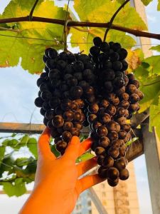 Giống nho bailey(giống mới) nho leo giàn dễ trồng và nhanh cho trái