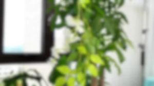 2pcs 1.8m Wisteria Artificial Flower Vine Ivy Leaf Garland Rattan String Flowers Fake Plant Leaf Rattan Trailing Fake Flower